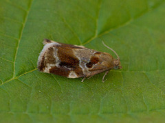 Variegated Golden Tortrix (Archips xylosteana)