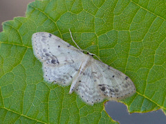 Flekkengmåler (Idaea dimidiata)