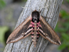 Ligustersvermer (Sphinx ligustri)