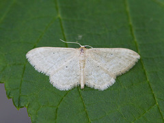 Punktengmåler (Idaea sylvestraria)