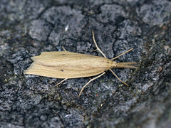 Wainscot Veneer (Chilo phragmitella)