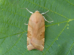 Broad-bordered Yellow Underwing (Noctua fimbriata)