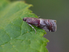 Slåpetornsmalmott (Acrobasis marmorea)