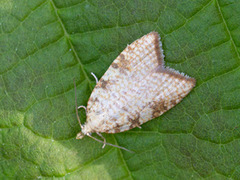 Yellow Oak Button (Aleimma loeflingiana)