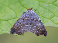 Sigdfly (Laspeyria flexula)