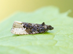 Gul fugleskittvikler (Hedya ochroleucana)