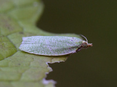 Grønn eikevikler (Tortrix viridana)