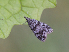 Skogmosemott (Eudonia lacustrata)