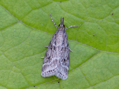 Marsh Grey (Eudonia pallida)