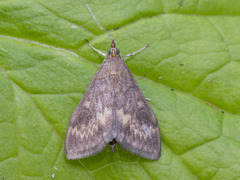 Maispyralide (Ostrinia nubilalis)