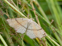 Punktløvmåler (Cyclophora punctaria)