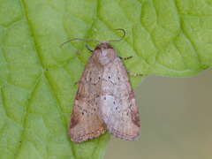 Small Dotted Buff (Photedes minima)