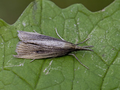 Wainscot Veneer (Chilo phragmitella)