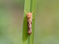 Dvergroteter (Phymatopus hecta)