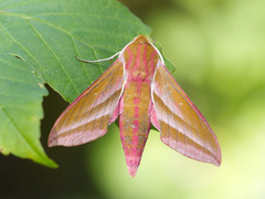 Elephant Hawk-moth (Deilephila elpenor)