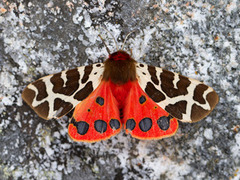 Brun bjørnespinner (Arctia caja)