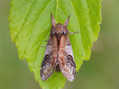 Pebble Prominent (Notodonta ziczac)