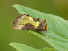 Mindre båndmetallfly (Diachrysia stenochrysis)