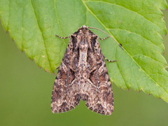 Slåttengfly (Apamea remissa)