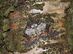 Flekkskogmåler (Dysstroma latefasciata)