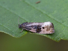 Rosa fugleskittvikler (Hedya atropunctana)