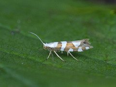 Gold-ribbon Argent (Argyresthia brockeella)