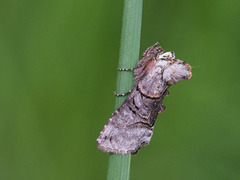 Grått neslefly (Abrostola tripartita)