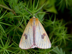 Rødfrynset bjørnespinner (Diacrisia sannio)