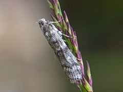 Brown Pine Knot-horn (Dioryctria simplicella)