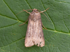 Langvingejordfly (Agrotis ipsilon)