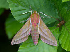 Elephant Hawk-moth (Deilephila elpenor)