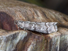 Brown Pine Knot-horn (Dioryctria simplicella)