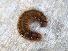 Fox Moth (Macrothylacia rubi)