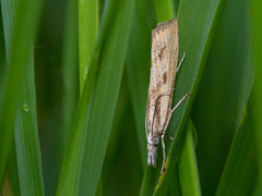 Barred Grass-veneer (Agriphila inquinatella)