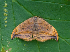 Dusky Hook-tip (Drepana curvatula)