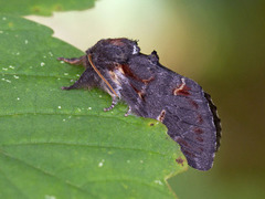 Dromedartannspinner (Notodonta dromedarius)