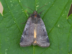 Lesser Yellow Underwing (Noctua comes)