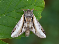 Swallow Prominent (Pheosia tremula)