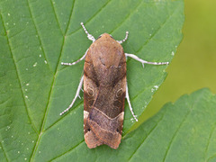 Broad-bordered Yellow Underwing (Noctua fimbriata)