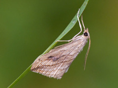 Garden Pebble (Evergestis forficalis)