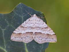 Linjelundmåler (Mesotype parallelolineata)