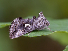 Skogmetallfly (Syngrapha interrogationis)