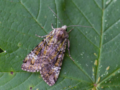 Grønt skogfly (Anaplectoides prasina)