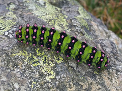 Emperor Moth (Saturnia pavonia)