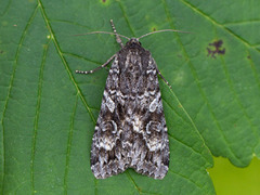 Great Brocade (Eurois occulta)