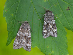 Mørkt skogfly (Eurois occulta)