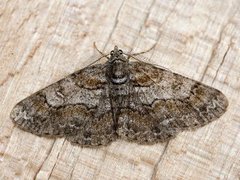 Ringed Carpet (Cleora cinctaria)