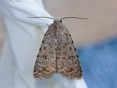 Pale Mottled Willow (Caradrina clavipalpis)