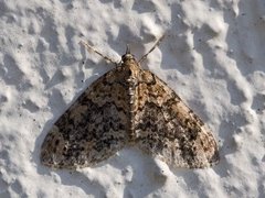 Yellow-barred Brindle (Acasis viretata)