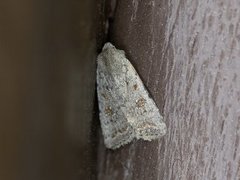 Pale Mottled Willow (Caradrina clavipalpis)